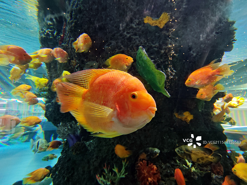 海底世界鱼群之血鹦鹉图片素材