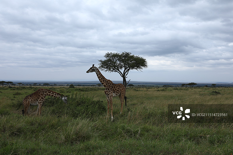 非洲草原的长颈鹿图片素材