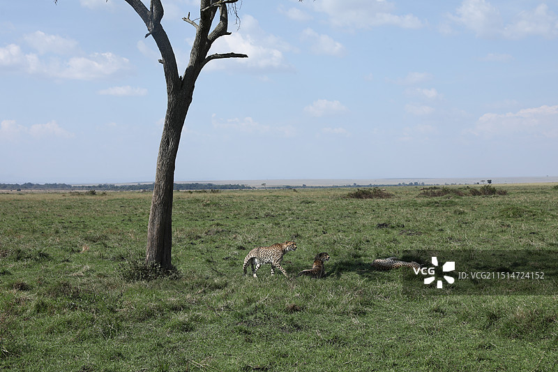 非洲豹子图片素材