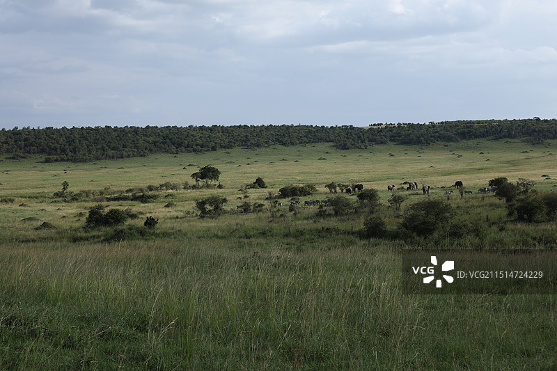 非洲草原图片素材