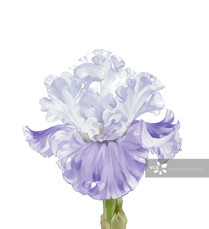 紫色梦幻鸢尾花图片素材