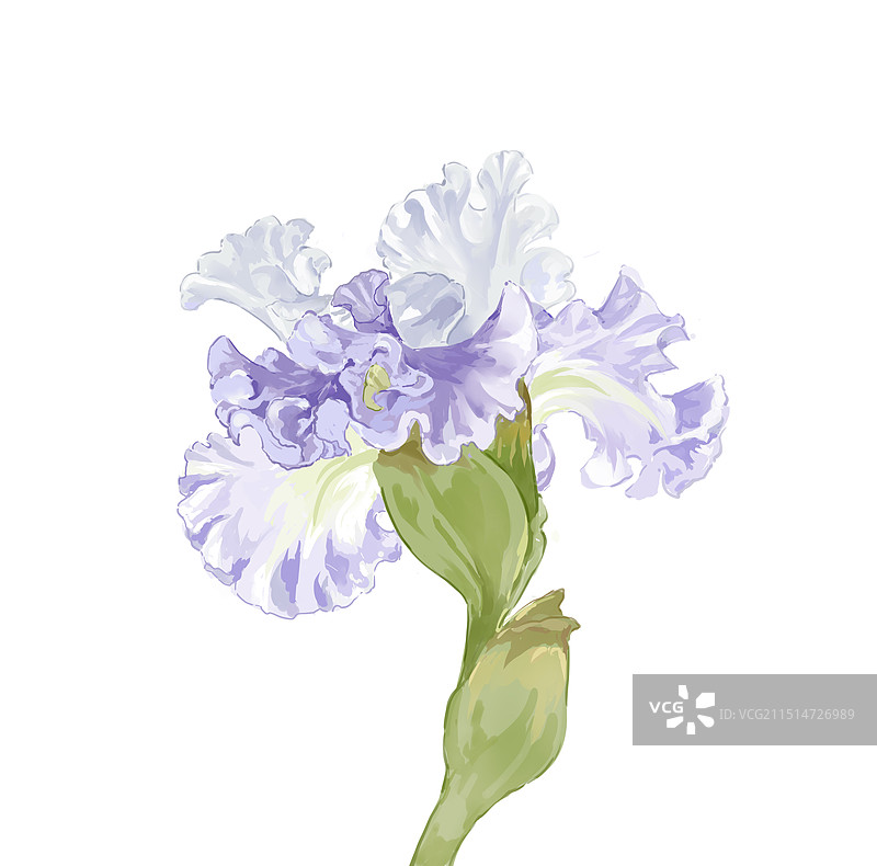 紫色绽放的鸢尾花图片素材