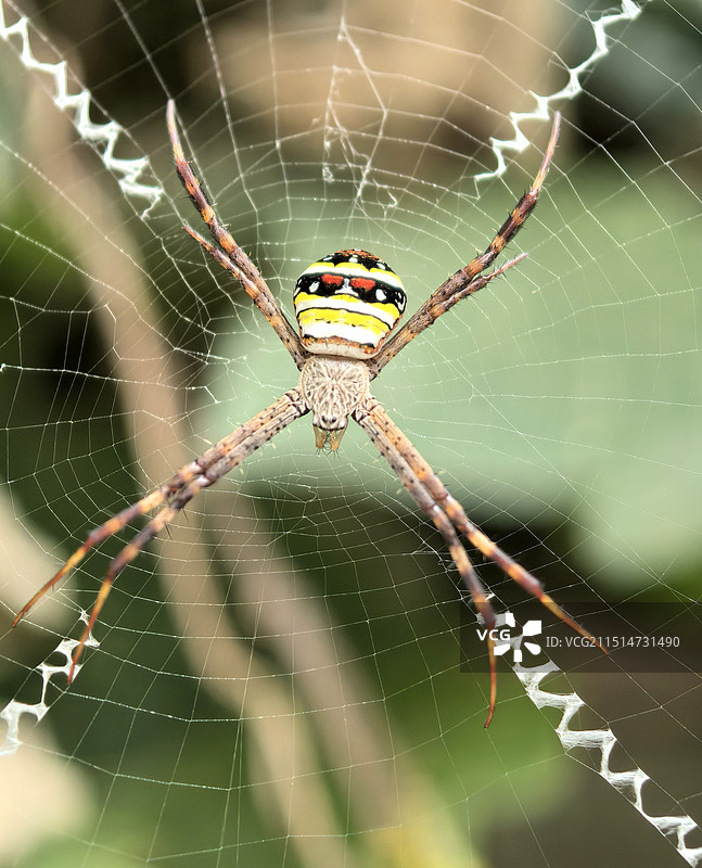 蜘蛛图片素材