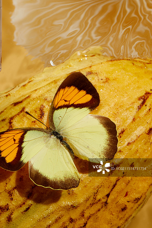 特写蝴蝶图片素材