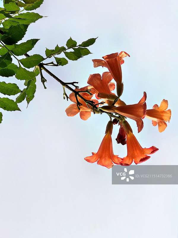 凌霄花的特写图片素材