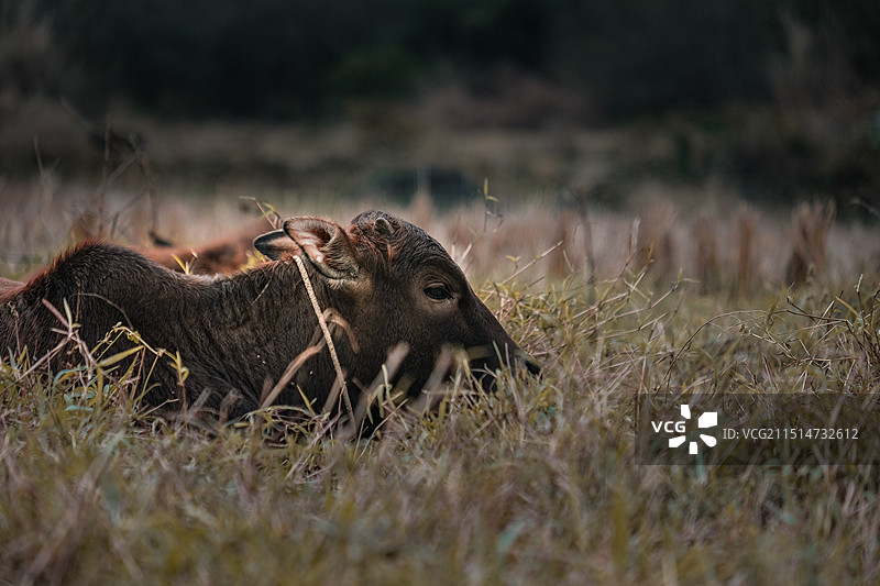 金光神牛图片素材