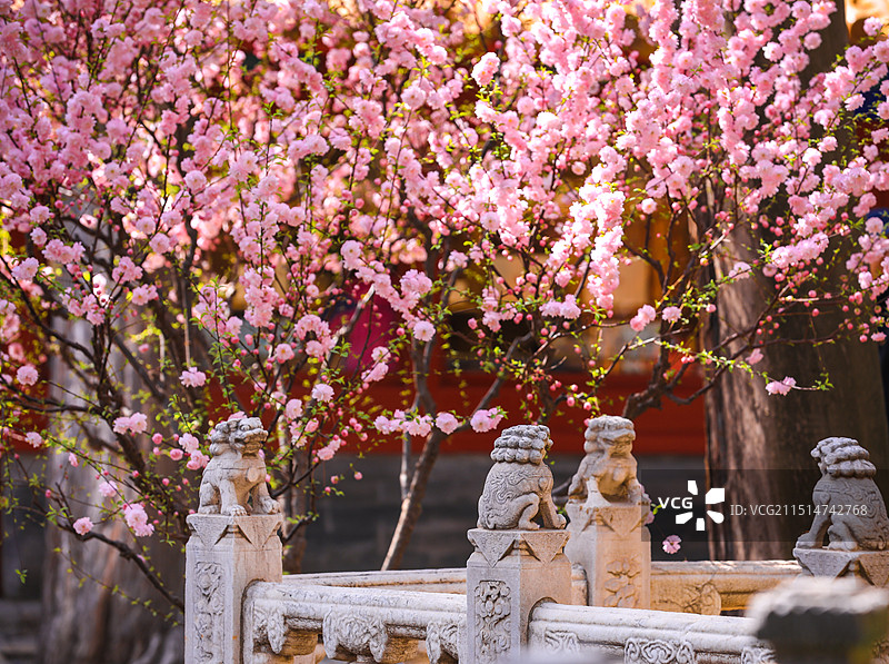北京故宫博物院桃花盛开图片素材
