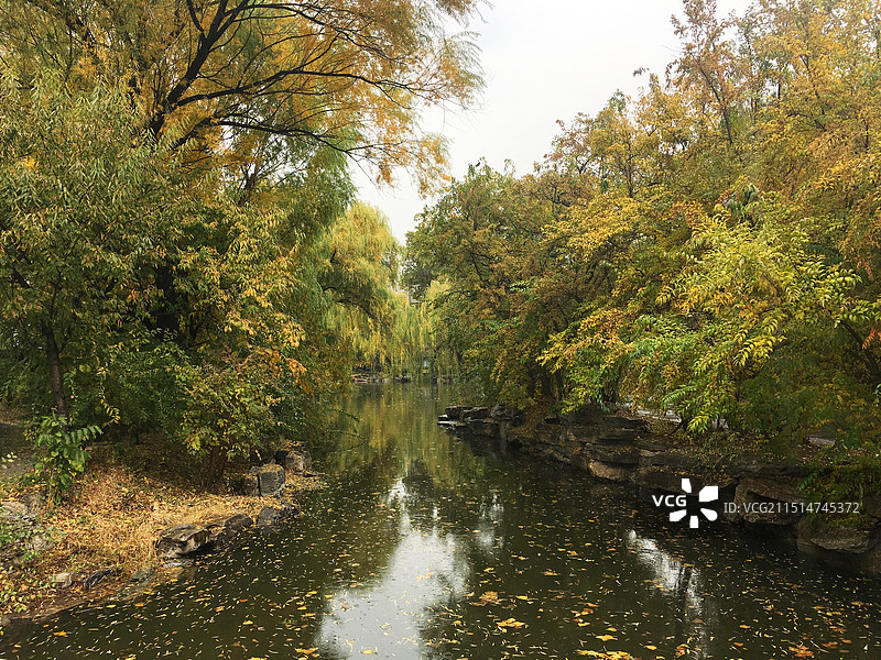 秋天的北京大学未名湖湖边黄叶图片素材