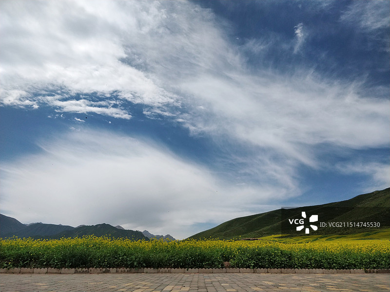 祁连山下的油菜花图片素材