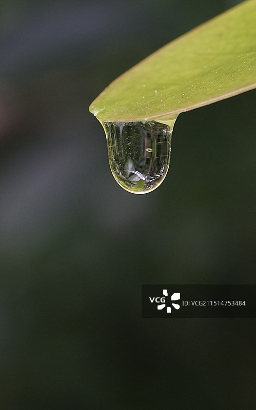 露水特写图片素材