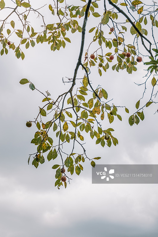 秋天的柿树，柿柿如意图片素材