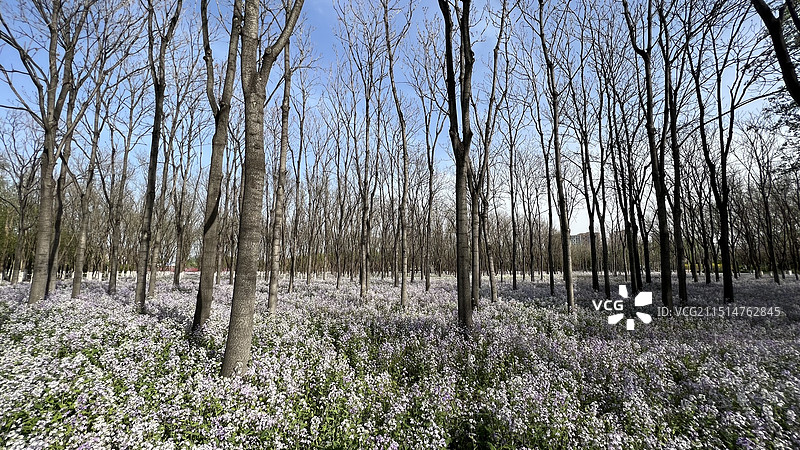 玉兰花，油菜花，丁香花，春天树林野花，图片素材