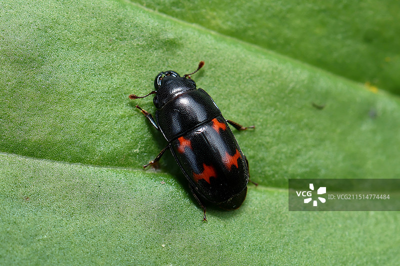 四斑露尾甲图片素材