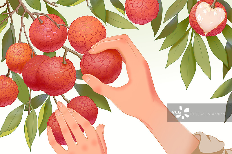 荔枝包装插画图片素材