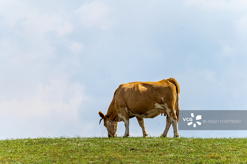 乌兰布统的草原风光图片素材