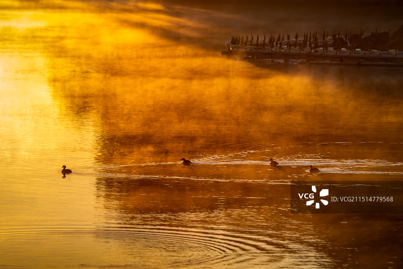 日出时分-湖面上飘着云雾，白鹭和野鸭在湖面上飞翔嬉戏图片素材