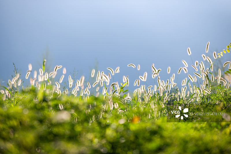秋季清晨的原野植物狗尾草图片素材