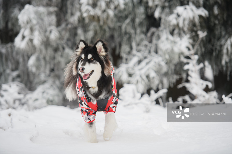 阿拉斯加犬图片素材