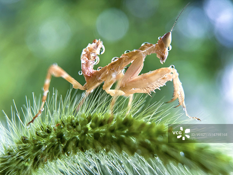 晨露中的眼斑螳螂图片素材