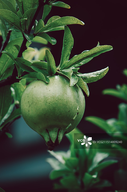 夏日雨后挂在枝头的带有雨滴的未成熟绿色石榴特写图片素材