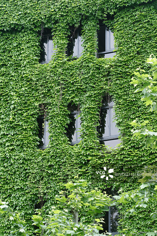 上海太原路永嘉路交叉口绿色爬山虎城堡建筑图片素材