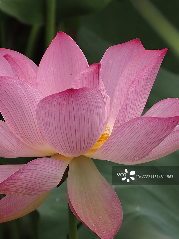 荷花特写镜头图片素材