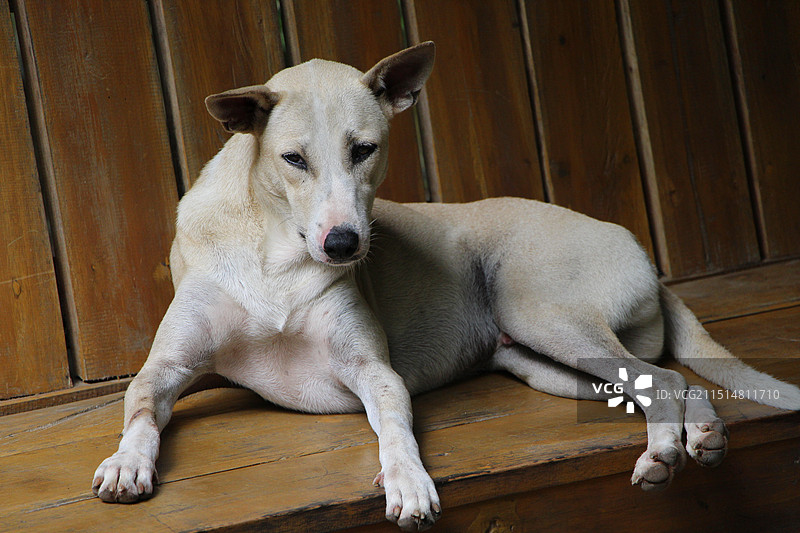 慵懒的狗图片素材