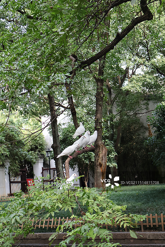 江苏苏州西园寺内白鸽在树枝图片素材