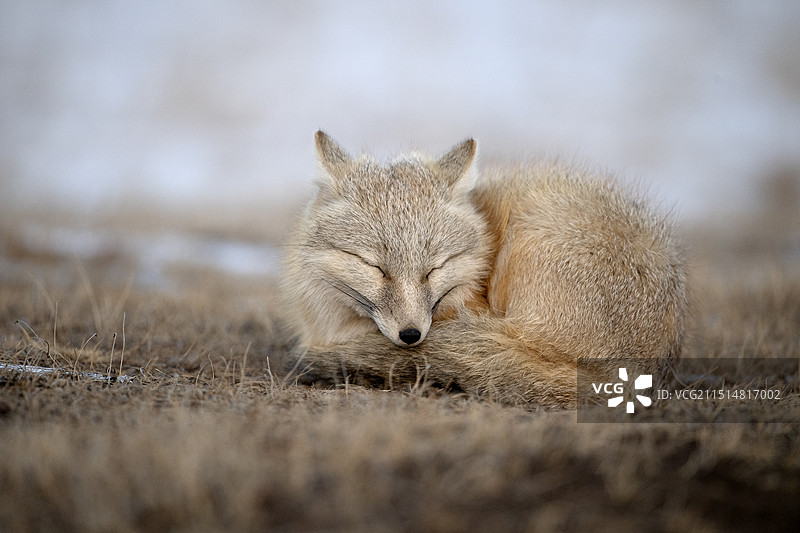 困顿的狐狸图片素材