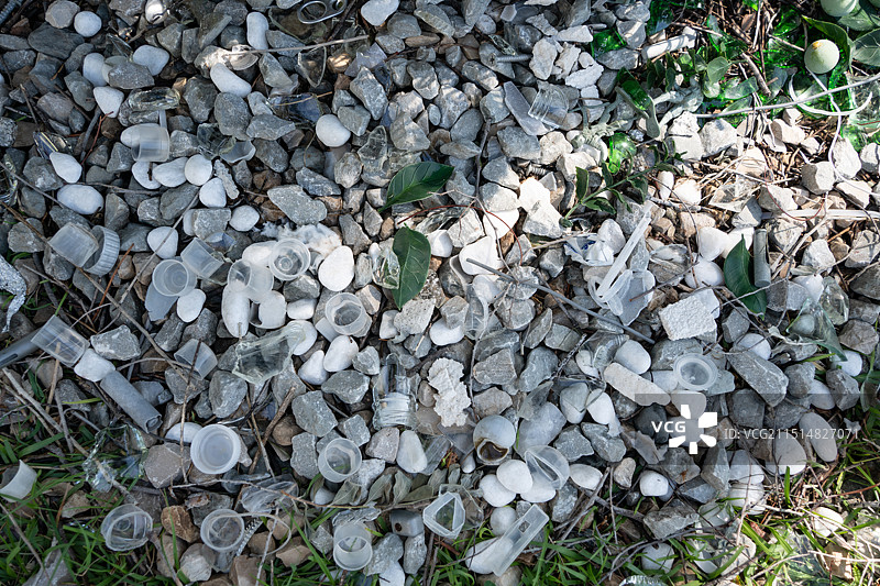 大园丁鸟筑巢求偶画面图片素材