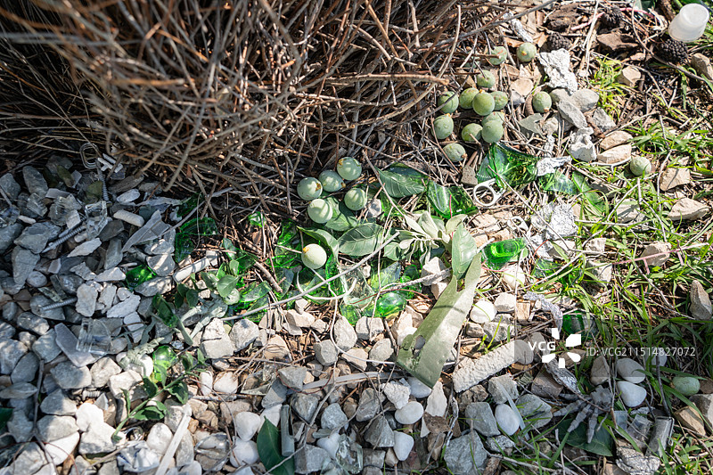 大园丁鸟筑巢求偶画面图片素材