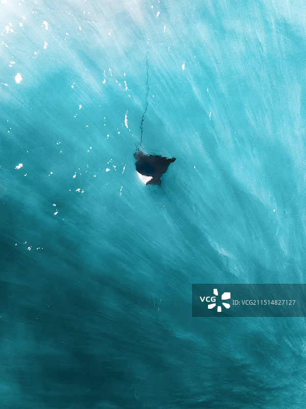 澳大利亚野生海洋动物鳐鱼航拍特写图片素材