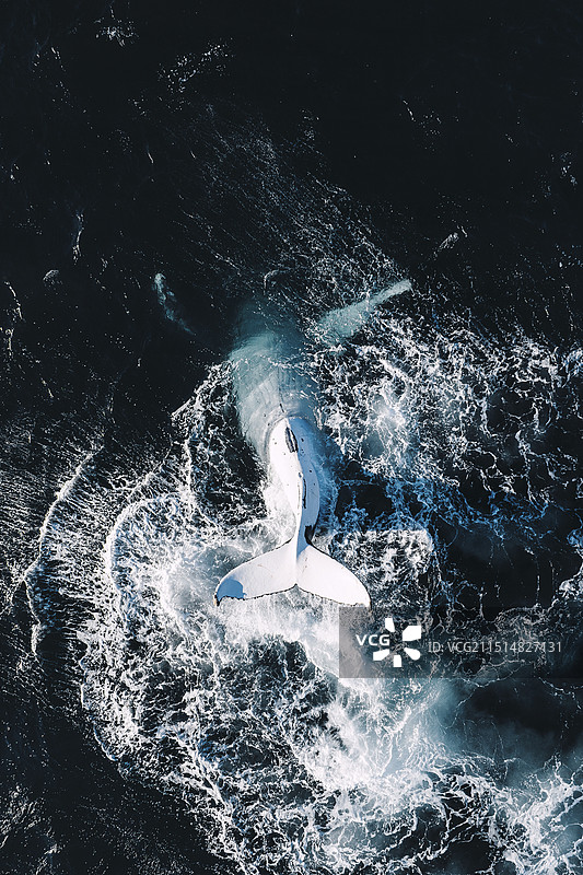 澳大利亚野生海洋动物座头鲸迁徙大翅鲸母子航拍特写图片素材