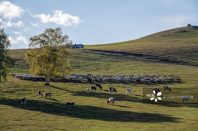 乌兰布统坝上大草原牛群羊群的美丽风景图片素材