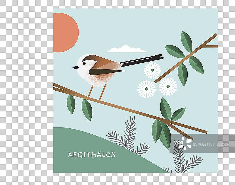 长尾山雀图片素材