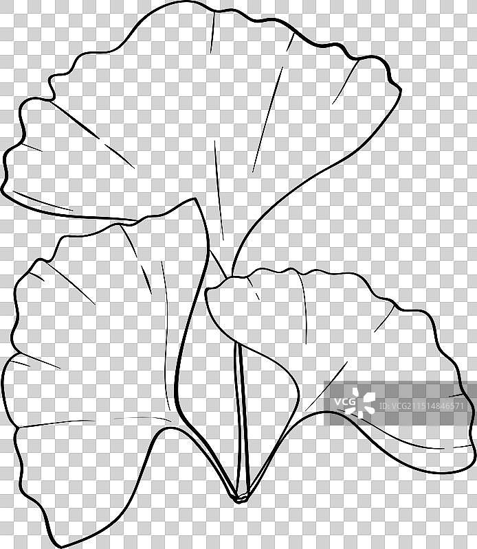 银杏叶线性图案图片素材