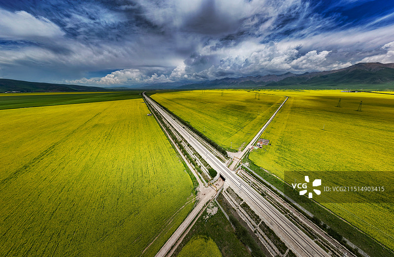门源油菜花海图片素材