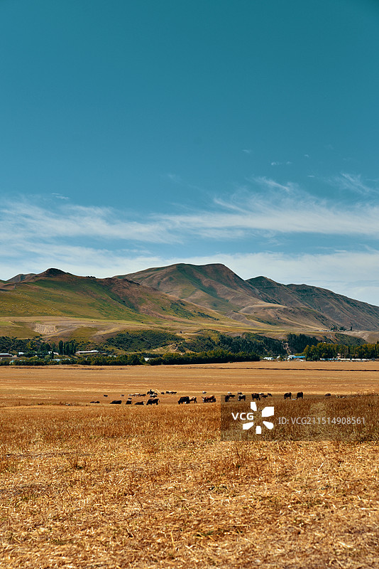 伊犁州尼勒克县乌拉斯台乡牛群在收割后的麦田里觅食图片素材