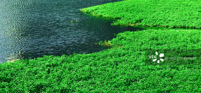 水边的绿色植物图片素材