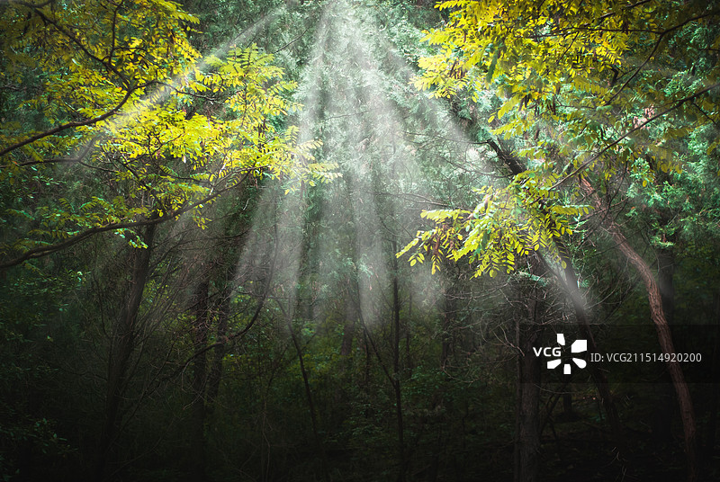 淄博原山国家森林公园图片素材