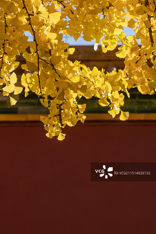 北京故宫秋天的银杏，紫禁城的秋景，北京故宫博物院秋天金色的银杏叶图片素材