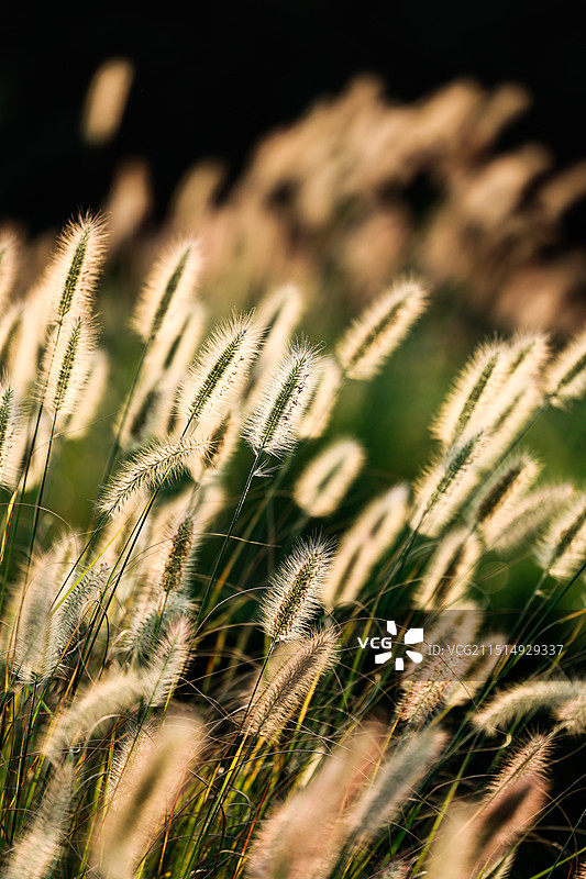 夕阳下的狗尾草图片素材