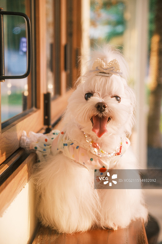 马尔济斯萌宠图片素材