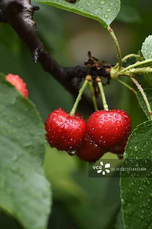 植物上生长的湿红色水果樱桃特写镜头图片素材
