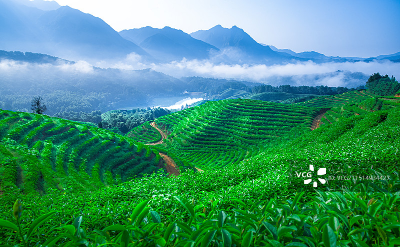 大觉山茶园风光图片素材