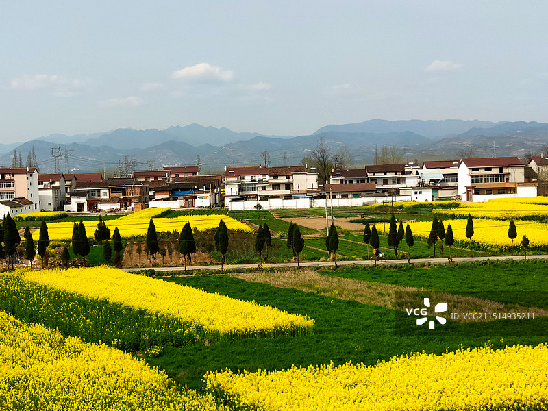 汉中春天的油菜花海图片素材