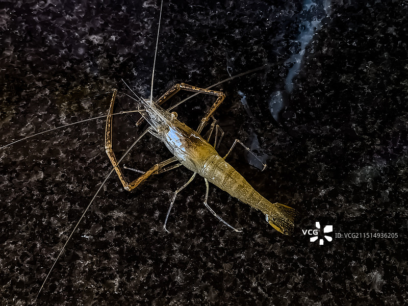 淡水河虾 中华小长臂虾图片素材