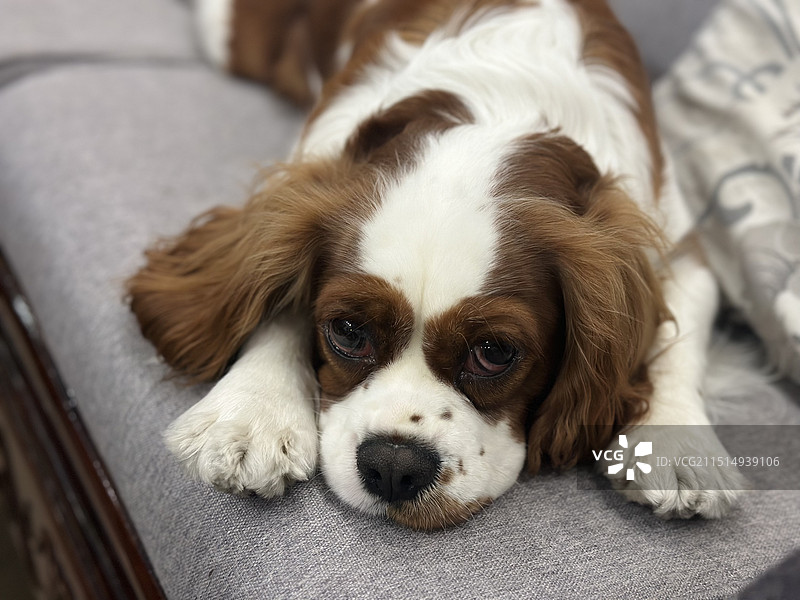 狗 查理王图片素材