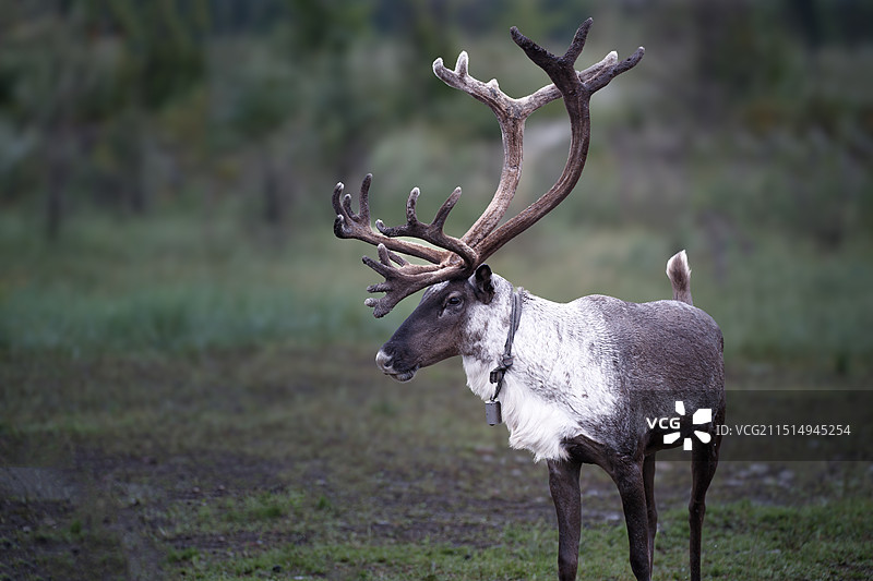 威武的驯鹿-拍摄于根河市图片素材