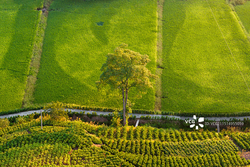 航拍日出时的稻田与大树图片素材